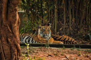 National Parks of India